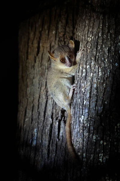 马达加斯加夜间散步时 一只灰色的鼠狐猴 小老鼠的狐猴在树上 在疯人院的树林里放着一只漂亮的小狐猴 — 图库照片