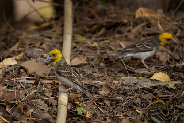 地面にサカラの織工 プロケウス サカラヴァはマダガスカルの公園に座っている 黄色い頭をした小さな茶色の鳥 サカラヴァの死体が森の中で餌をやってる — ストック写真