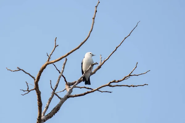 White headed vanga on the branch. Vanga is sitting in the Madagascar\'s park. White bird with black beak and tail in the Madagascar\'s forest. Calm tartamella viridis during safari.