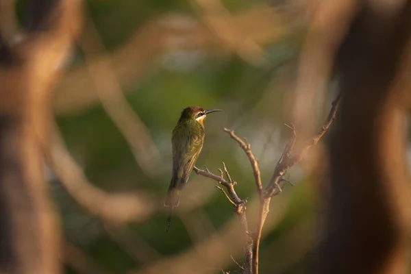 オリーブ イーターが枝に座っている マダガスカルの公園にあるメロップのスーパーシリアス 頭に長いくちばしと白いストリップを持つ小さな緑の鳥 — ストック写真