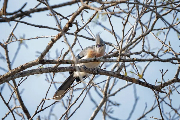 枝にはクレスト クーア カッコーはマダガスカルの公園に座っています 長いクレストを持つ灰色の白い鳥 — ストック写真
