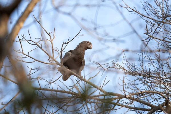 Mindre Vasa Papegoja Grenen Papegojan Sitter Madagaskars Park Mörkgrå Papegoja — Stockfoto