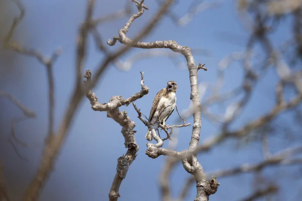 Madagaskar Vråk Grenen Buzzard Sitter Madagaskars Park Brun Fågel Med — Stockfoto