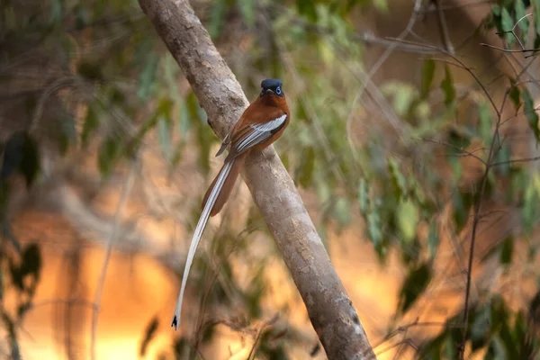 枝のマダガスカルの楽園のフライキャッチャー モナーク科はマダガスカルの公園に座っています 尾が長い小さな茶色の鳥 — ストック写真