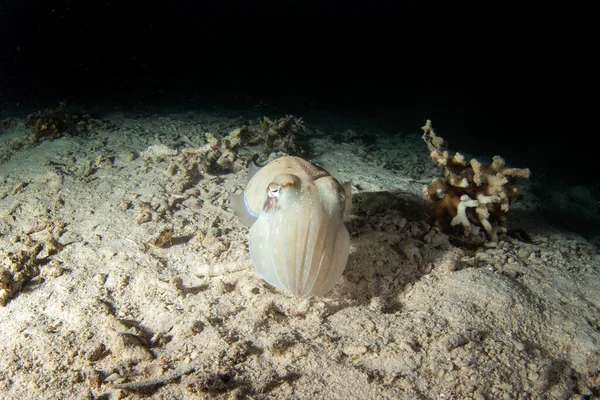 세피아 마누스는 바트에서 잠수를 합니다 브로드 오징어 바닥에서 위협을 있습니다 — 스톡 사진