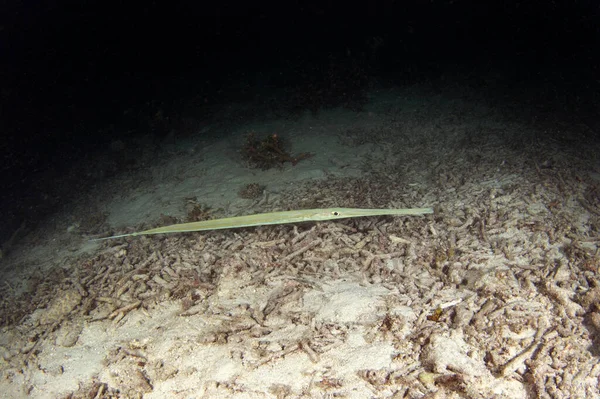 在Raja Ampat的夜间潜水过程中 蓝鳍鳕鱼被发现 光滑的鳕鱼在海床附近游动 光滑的嘴寻找食物 长嘴的细长长鱼 — 图库照片