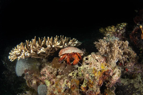 Dardanus Megistos Está Escondido Entre Corais Caranguejo Eremita Manchado Está — Fotografia de Stock