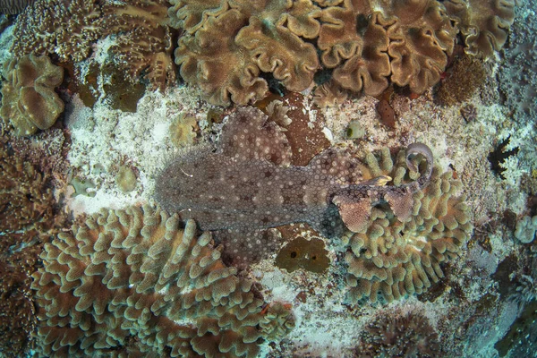 태즈메니아 주머니 바닥에 있습니다 Eucrossorhinus Dasypogon Raja Ampat 다이빙을 인도네시아 — 스톡 사진