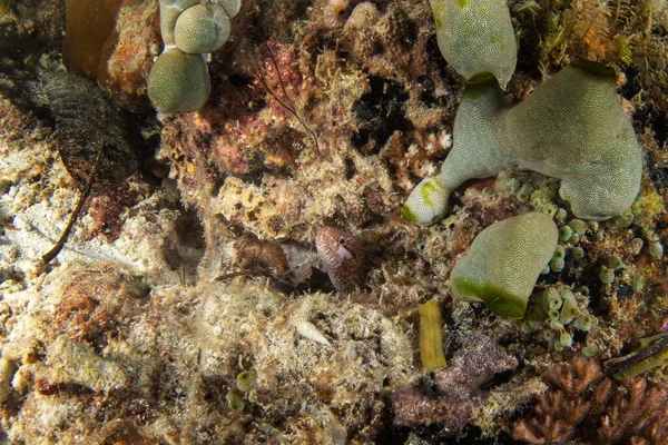 Barred Fin Moray躲在山洞里了胸腺Zonipectis正在Raja Ampat的珊瑚礁上钓鱼 有白色斑点的红色小杂烩 — 图库照片