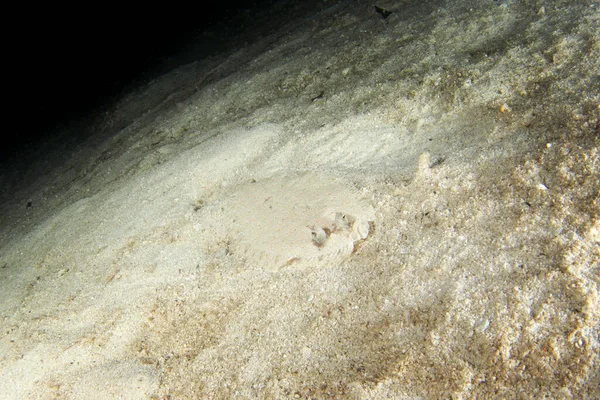 在Raja Ampat的夜间潜水中 孔雀鱼是一种比目鱼 Bothus Mancus躲在海床上底部触地得分 沙上的扁平鱼 — 图库照片