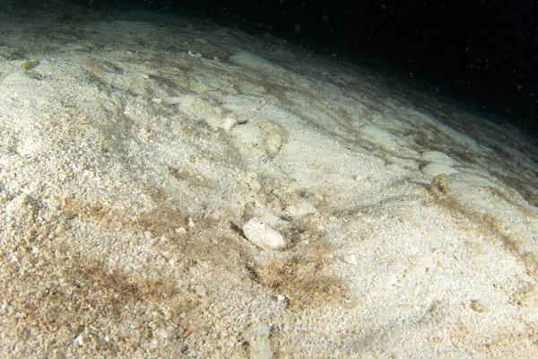 鳄鱼蛇鳗鱼躲藏在沙子里 Brachysomophis鳄鱼在Raja Ampat的海底捕鱼 躲在沙子里寻找猎物的白鳗鱼 — 图库照片