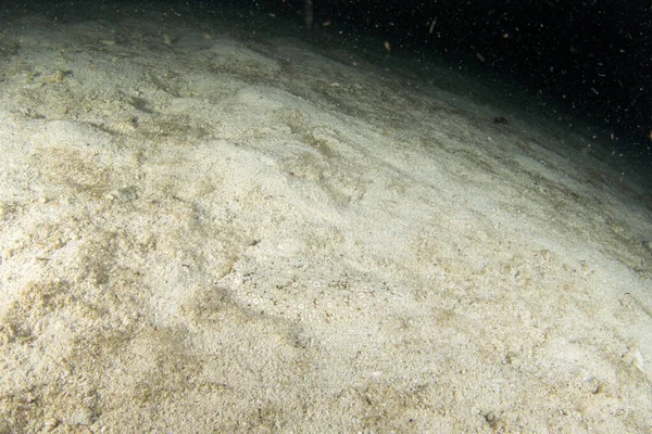 在Raja Ampat夜间潜水时的黑斑单打 黑色素Aseraggodes躲在海床 Aseraggodes Kaianus在底部 沙上的扁平鱼 — 图库照片