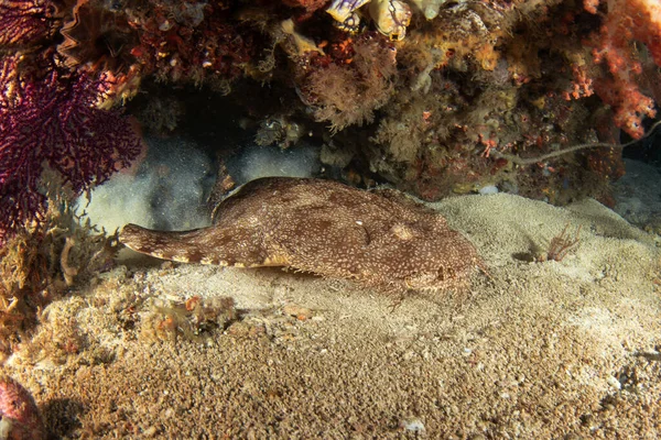 Wobbegong Liegt Auf Dem Boden Eucrossorhinus Dasypogon Während Des Tauchgangs — Stockfoto