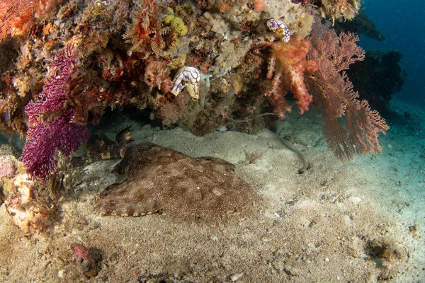 Tasselled Wobbegong Está Deitado Fundo Eucrossorhinus Dasypogon Durante Mergulho Raja — Fotografia de Stock