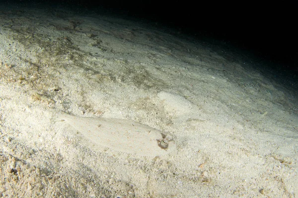 在Raja Ampat的夜间潜水中 孔雀鱼是一种比目鱼 Bothus Mancus躲在海床上底部触地得分 沙上的扁平鱼 — 图库照片