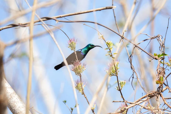 Sunbird Verde Malgache Rama Cinnyris Notatus Parque Nacional Madagascar Pájaro — Foto de Stock