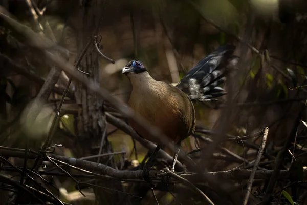 Гигантская Коа Ходит Земле Куа Гигас Парке Мадагаскара Коричневая Птица — стоковое фото