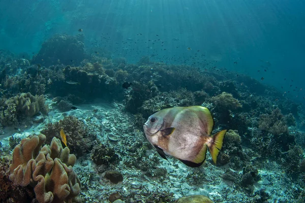 在底部的普拉斯泰拉 在Raja Ampat潜水过程中的长鳍蝙蝠 长鳍琵琶鱼在珊瑚上优雅地游动着 灰色扁平鱼 头上有长鳍和深色条纹 — 图库照片