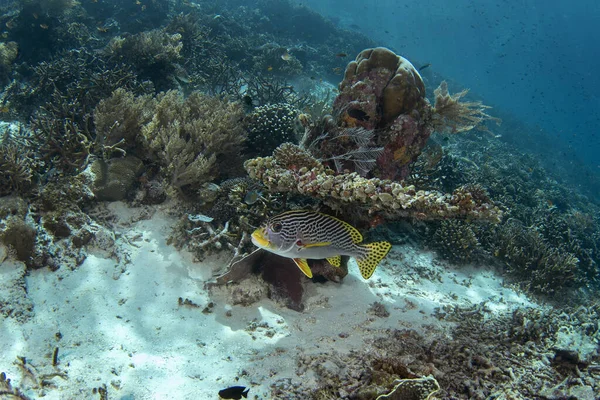石斑鱼的线虫藏在珊瑚下面Raja Ampat底部的黄色带状甜嘴唇 印度尼西亚海洋天堂 — 图库照片