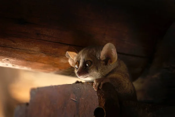 Graue Mausmaki Sind Wie Unerwarteter Besuch Madagaskar Restaurant Kleine Lemuren — Stockfoto