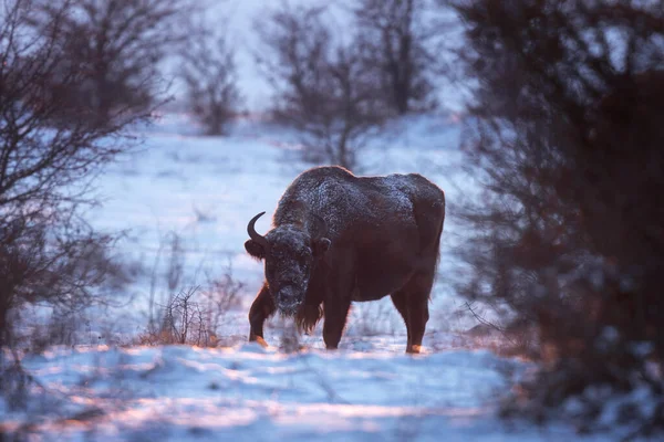 European bison during winter. Bison among the bushes. European nature. Big brown bull on the meadow.