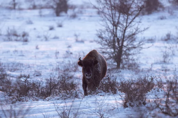 European Bison Winter Bison Bushes European Nature Big Brown Bull — Stock Photo, Image
