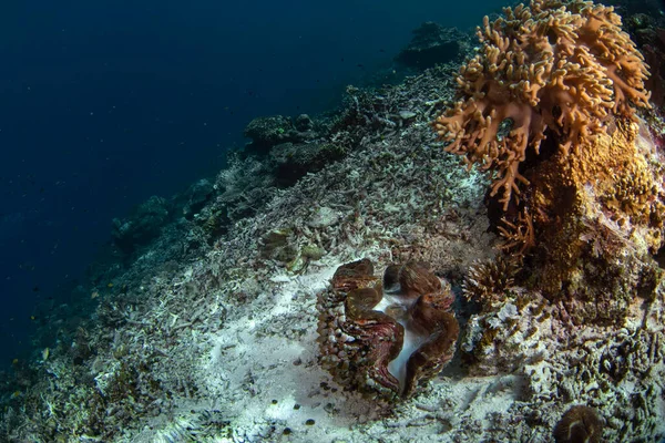 ラジャ アンパットでのダイビング中にトリダツナ スクアモサ インドネシアの海底にある巨大な貝 海洋生物 — ストック写真