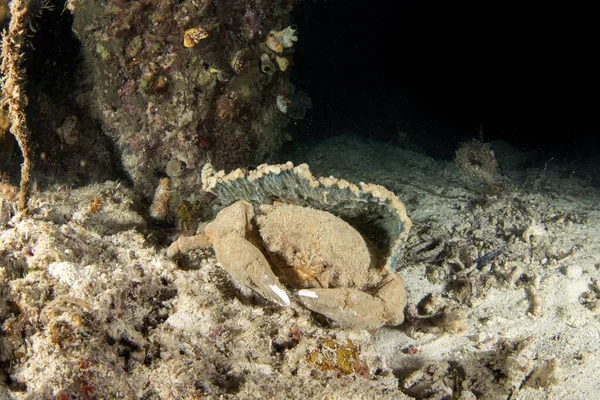 德汉姆的海绵蟹在夜间潜水时走在海底 Lauridromia Dehaani在Raja Ampat 褐色的大海蟹在珊瑚上活动 — 图库照片