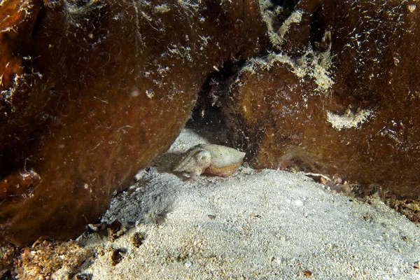 塞皮亚邦迪西斯在夜间潜水时躲起来了 珊瑚中的矮乌贼 Raja Ampat的纤细刺乌贼 — 图库照片