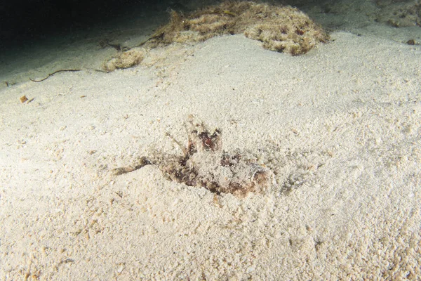 在夜间潜水时 微小的魔鬼鱼在海底行走 在Raja Ampat地区有一种致命的乳突病 蝎子鱼躲在沙子里 — 图库照片