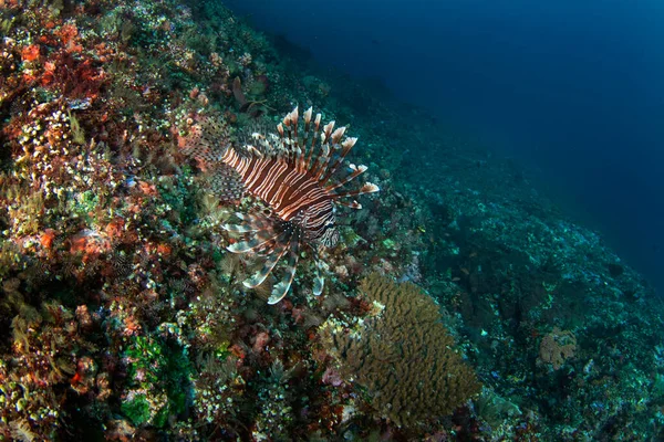 Lionfish Vermelho Durante Mergulho Raja Ampat Longspine Lionfish Está Caçando — Fotografia de Stock