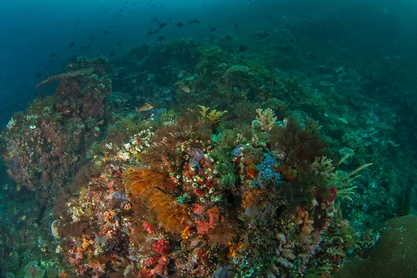 ラジャ アンパットの豊富な海 インドネシアでスキューバダイビング サンゴ イソギンチャク 魚の完全な底 — ストック写真