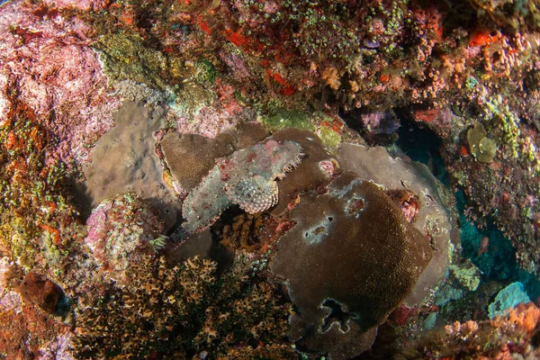 팟에서 잠수하는 동안에 프시스 바르바타 인도네시아에서는 바닥에 볼품없는 있습니다 — 스톡 사진