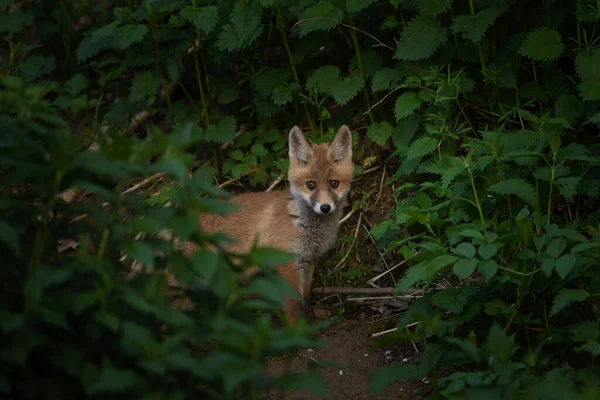 Κόκκινη Αλεπού Κοντά Στο Λαγούμι Παίζουν Μικρές Αλεπούδες Στο Ευρωπαϊκό — Φωτογραφία Αρχείου
