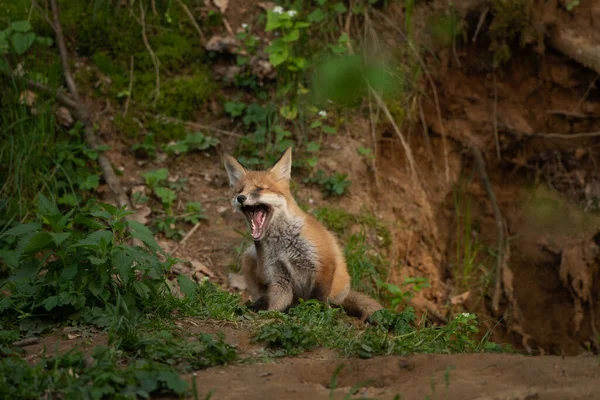 Rotfuchs Der Nähe Der Höhle Kleine Füchse Europäischen Wald Spielen — Stockfoto
