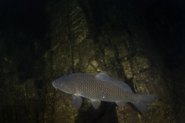 Gece dalışı sırasında Avrasya sazan balığı. Sazan gölün dibinde yüzüyor. Doğal ortamında Avrupalı balıklar. Avrupa sularında yaygın balık. 