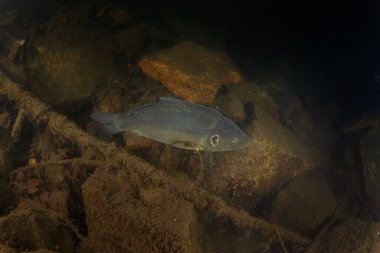 Gece dalışı sırasında Avrasya sazan balığı. Sazan gölün dibinde yüzüyor. Doğal ortamında Avrupalı balıklar. Avrupa sularında yaygın balık. 