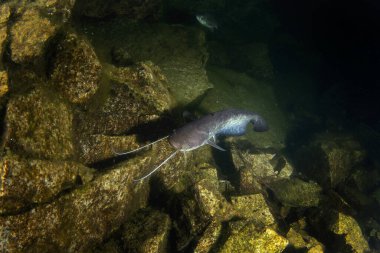 Gece dalışı sırasında yayın balığı avlıyor. Catfish gölün dibinde yüzüyor. Doğal ortamında Avrupalı balıklar. Uzun sakallı büyük bir balık.. 