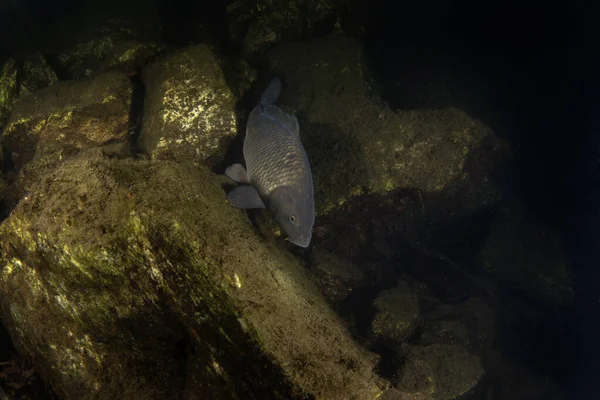 欧亚大陆鲤鱼夜间潜水鲤鱼在湖底游泳 在自然栖息地的欧洲鱼 在欧洲水域常见的鱼 — 图库照片