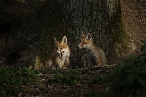赤い小さなキツネが巣穴の近くで遊んでいる 森の中のフォックス 自然の生息地でヨーロッパの捕食者 — ストック写真