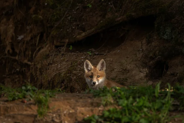 Kleine Rotfüchse Spielen Der Nähe Der Höhle Fuchs Wald Europäisches — Stockfoto