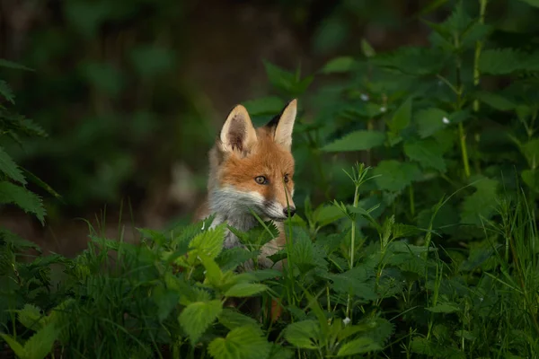 Small Red Foxes Playing Burrow Fox Forest European Predator Natural — Stock Photo, Image