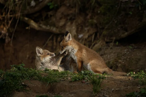 Kleine Rotfüchse Spielen Der Nähe Der Höhle Fuchs Wald Europäisches — Stockfoto