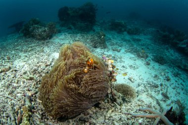 Altta sahte palyaço anemonisi var. Ocellaris palyaço balığı ile anemonun ortak yaşamı. Raja Ampat 'taki dalış sırasında sahte perküla palyaço balığı. Beyaz şeritli küçük portakal balığı şakayıkta yaşar.. 