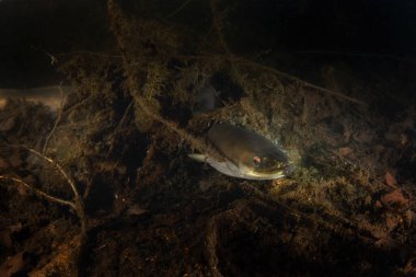 Avrupa yılan balığı altta yatıyor. Gölde gece dalışı yaparken yılan balığı. Avrupa suyu. 