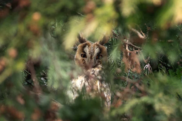 长耳朵的猫头鹰躲在森林里 猫的猫头鹰正目不转睛地看着树枝 欧洲性质的猫头鹰 — 图库照片