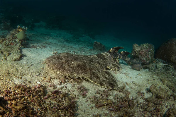 在跳水过程中 塔索拉 伍贝孔正躺在船底 在Raja Ampat的Eucross Sorhinus Dasypogon 珊瑚中隐藏的大鲨鱼 印尼的无赖睡在海底 — 图库照片