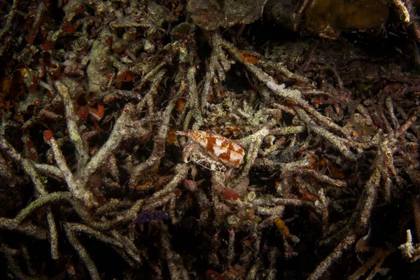 在Raja Ampat潜水时的锥形地理学 印度尼西亚海底的地理锥 海洋生物 带有白色和棕色外壳的有毒蜗牛 — 图库照片