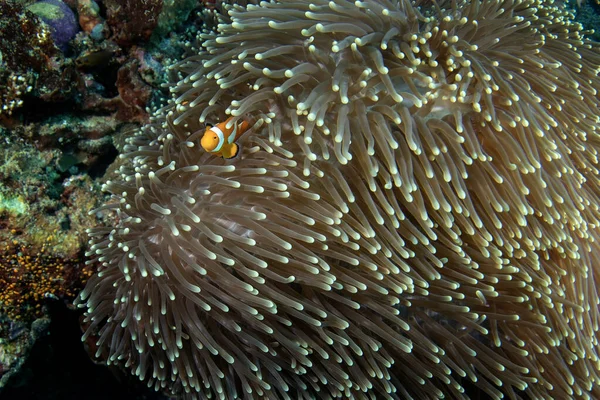 Fałszywy Anemonryk Klauna Dnie Ocellaris Clownfish Symbiozie Anemonem Fałszywy Klaun — Zdjęcie stockowe