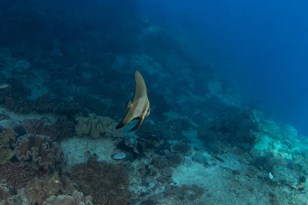 Platax Teira Fundo Batfish Longfin Durante Mergulho Raja Ampat Longfin — Fotografia de Stock